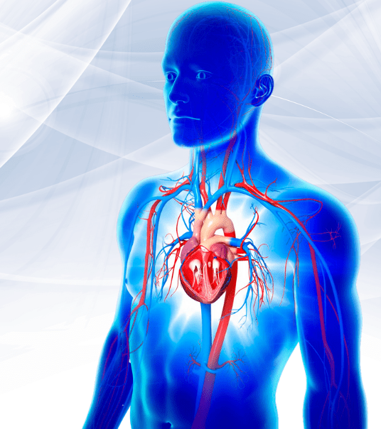 Circulatory Supporth ttps://911healty.com